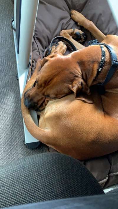 Rhodesian Ridgeback-Beitrag-Bild