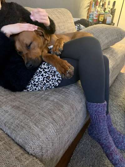 Rhodesian Ridgeback-Beitrag-Bild