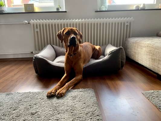 Rhodesian Ridgeback-Beitrag-Bild