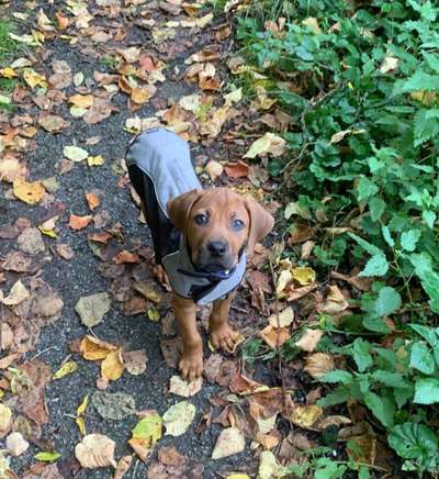 Rhodesian Ridgeback-Beitrag-Bild