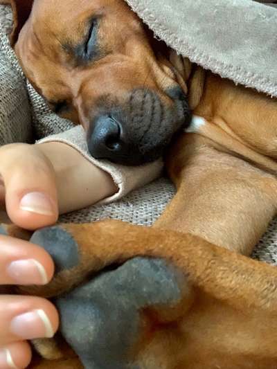 Rhodesian Ridgeback-Beitrag-Bild