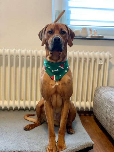 Rhodesian Ridgeback-Beitrag-Bild