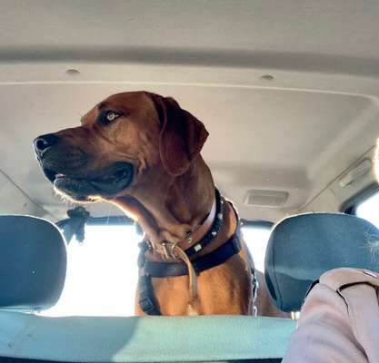 Rhodesian Ridgeback-Beitrag-Bild