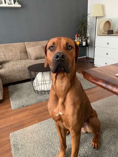 Rhodesian Ridgeback-Beitrag-Bild