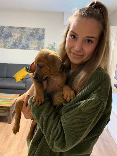 Rhodesian Ridgeback-Beitrag-Bild