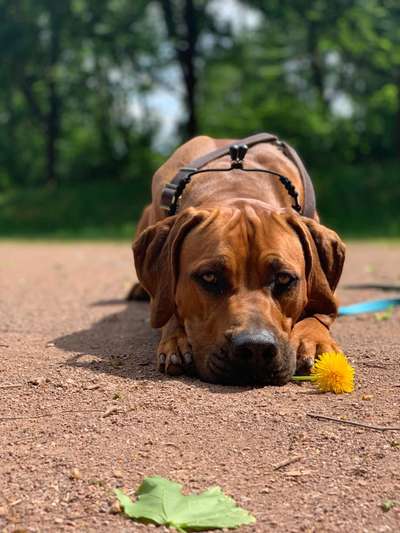 Rhodesian Ridgeback-Beitrag-Bild