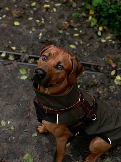 Rhodesian Ridgeback-Beitrag-Bild