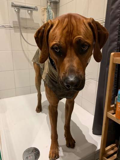 Rhodesian Ridgeback-Beitrag-Bild