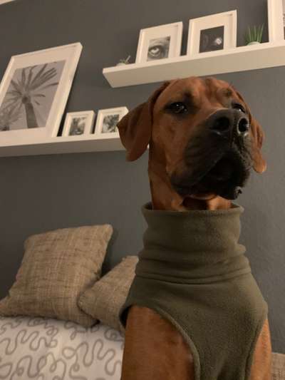 Rhodesian Ridgeback-Beitrag-Bild