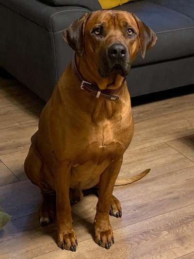 Rhodesian Ridgeback-Beitrag-Bild