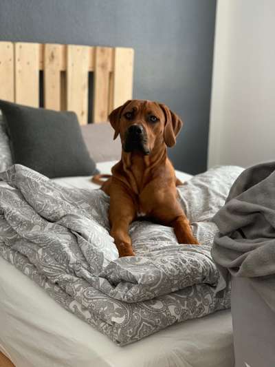 Rhodesian Ridgeback-Beitrag-Bild