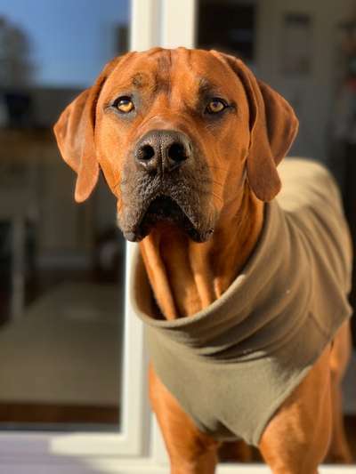 Rhodesian Ridgeback-Beitrag-Bild