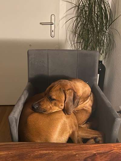 Rhodesian Ridgeback-Beitrag-Bild
