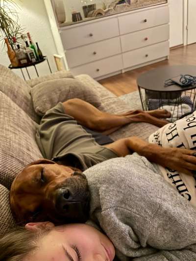 Rhodesian Ridgeback-Beitrag-Bild