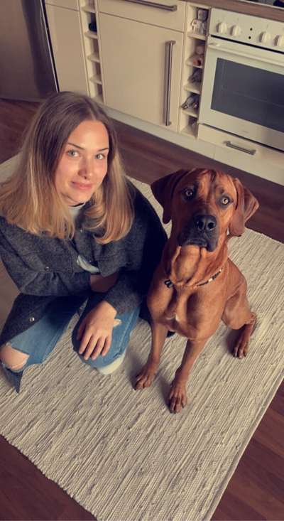 Rhodesian Ridgeback-Beitrag-Bild
