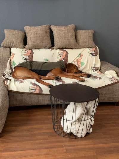 Rhodesian Ridgeback-Beitrag-Bild