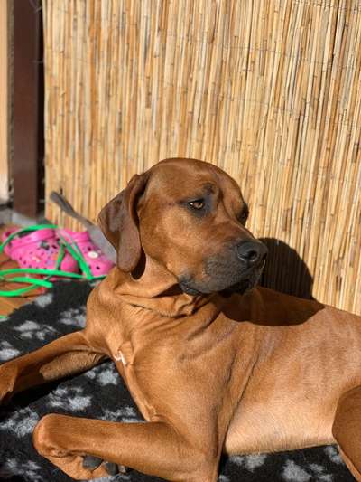 Rhodesian Ridgeback-Beitrag-Bild