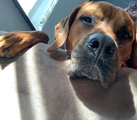 Rhodesian Ridgeback-Beitrag-Bild