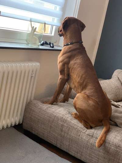 Rhodesian Ridgeback-Beitrag-Bild