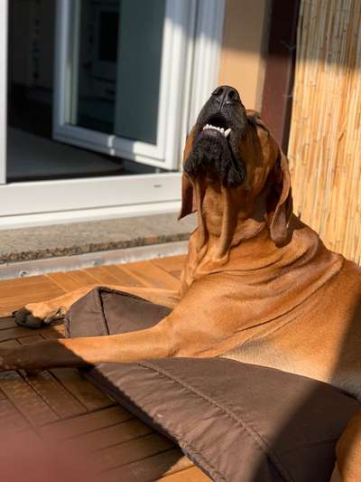 Rhodesian Ridgeback-Beitrag-Bild