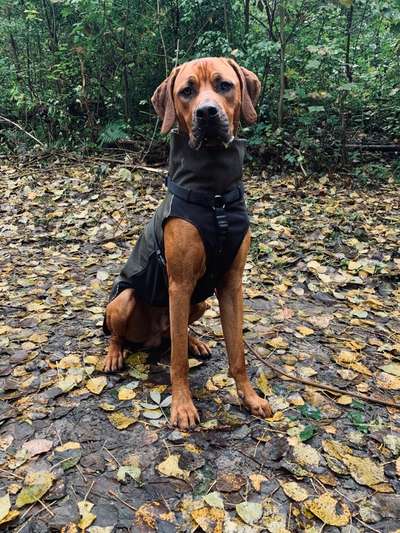 Rhodesian Ridgeback-Beitrag-Bild