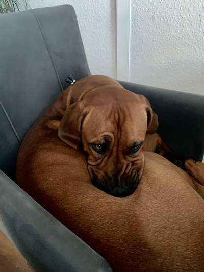 Rhodesian Ridgeback-Beitrag-Bild