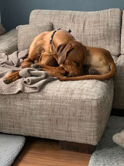 Rhodesian Ridgeback-Beitrag-Bild