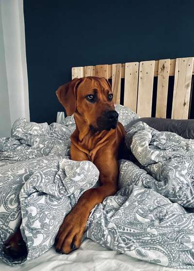 Rhodesian Ridgeback-Beitrag-Bild