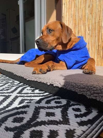 Rhodesian Ridgeback-Beitrag-Bild