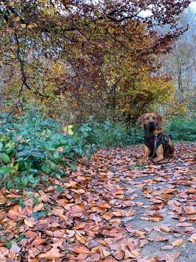 Rhodesian Ridgeback-Beitrag-Bild