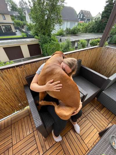 Rhodesian Ridgeback-Beitrag-Bild