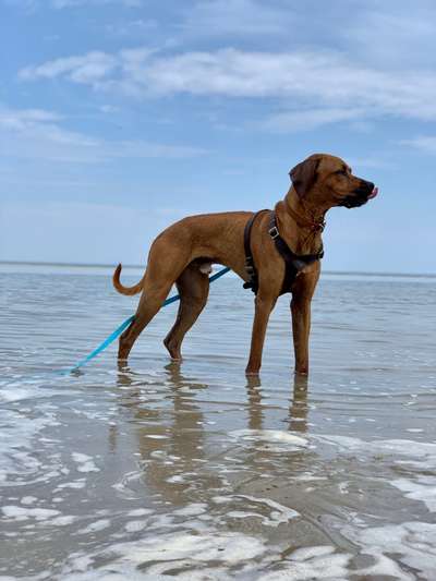 Rhodesian Ridgeback-Beitrag-Bild
