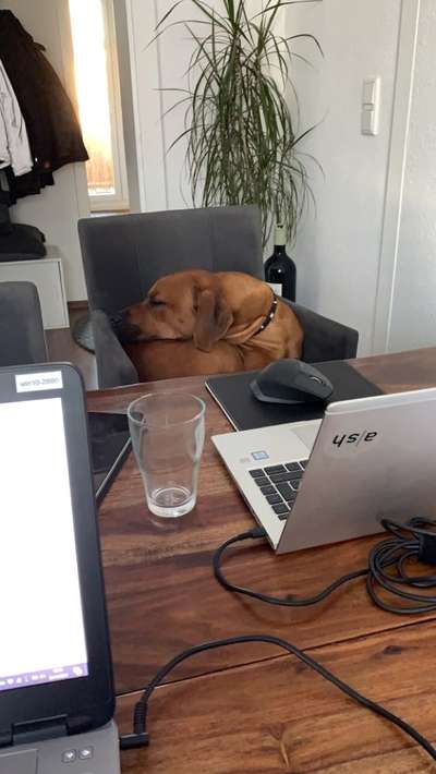 Rhodesian Ridgeback-Beitrag-Bild