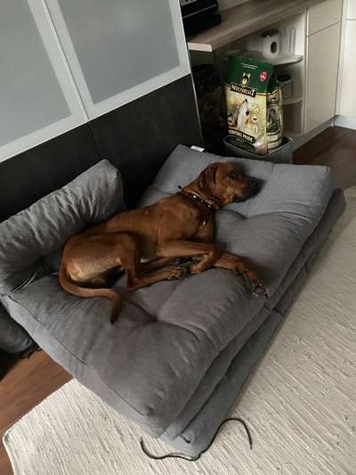 Rhodesian Ridgeback-Beitrag-Bild