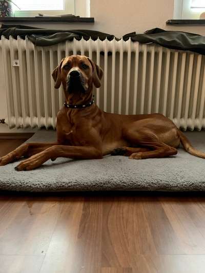 Rhodesian Ridgeback-Beitrag-Bild