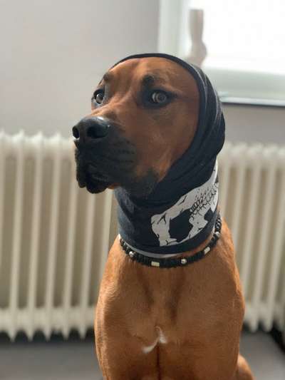 Rhodesian Ridgeback-Beitrag-Bild