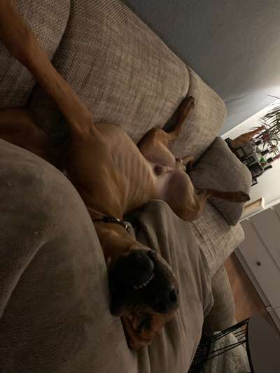 Rhodesian Ridgeback-Beitrag-Bild