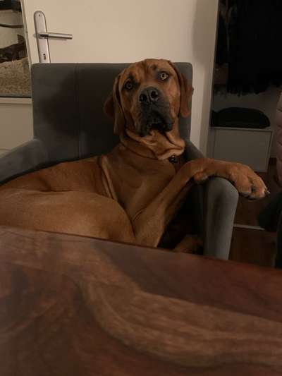 Rhodesian Ridgeback-Beitrag-Bild