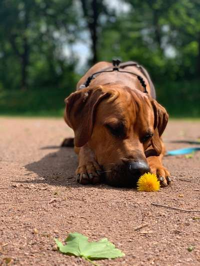Rhodesian Ridgeback-Beitrag-Bild