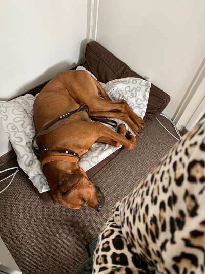Rhodesian Ridgeback-Beitrag-Bild