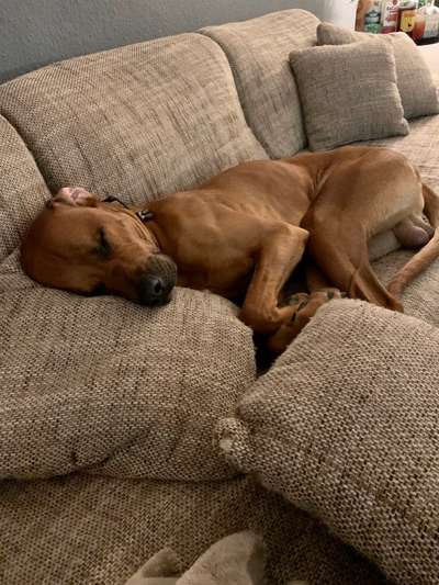 Rhodesian Ridgeback-Beitrag-Bild