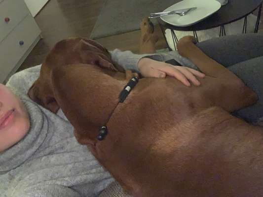 Rhodesian Ridgeback-Beitrag-Bild