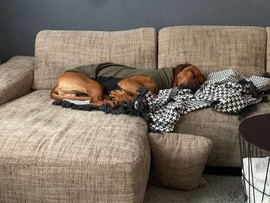 Rhodesian Ridgeback-Beitrag-Bild