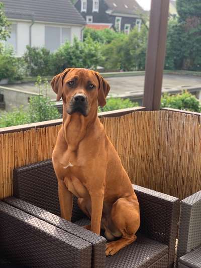 Rhodesian Ridgeback-Beitrag-Bild