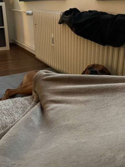 Rhodesian Ridgeback-Beitrag-Bild