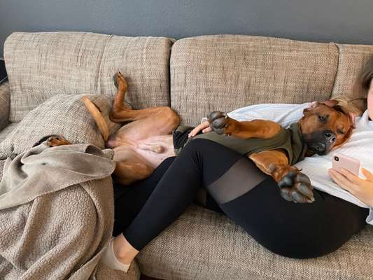 Rhodesian Ridgeback-Beitrag-Bild