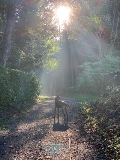 Rhodesian Ridgeback-Beitrag-Bild