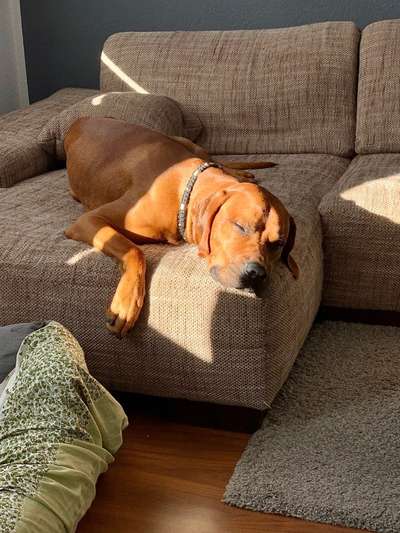 Rhodesian Ridgeback-Beitrag-Bild