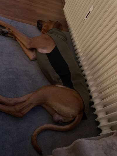 Rhodesian Ridgeback-Beitrag-Bild
