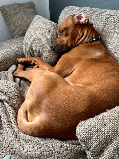 Rhodesian Ridgeback-Beitrag-Bild